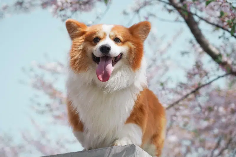 Long-Haired (Fluffy) Corgi: Info, Pictures, Origin & History