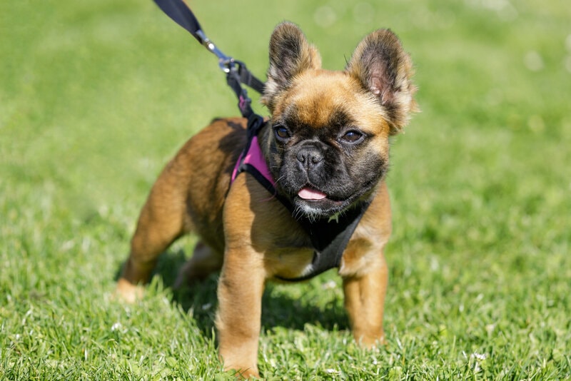 Fluffy French Bulldog: Info, Pictures, Origin & History