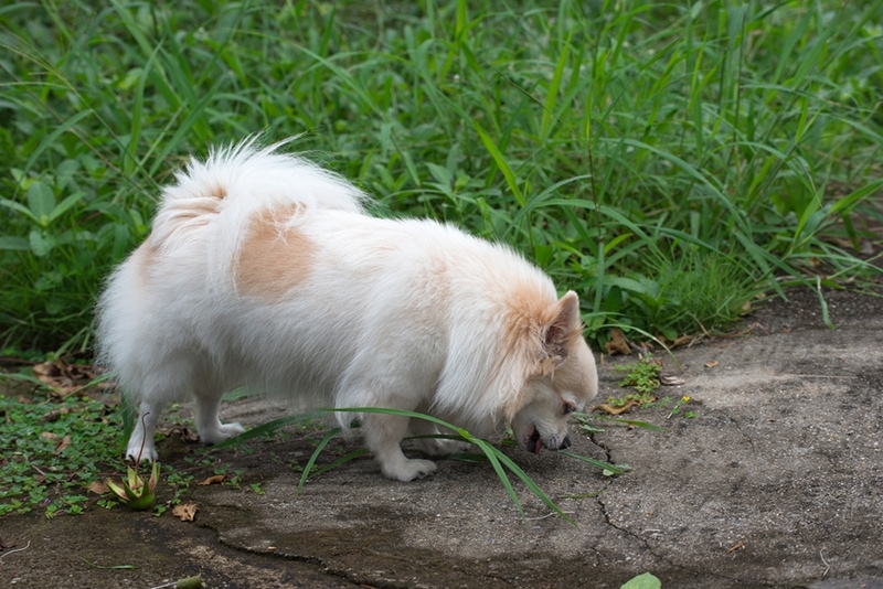 What Is Regurgitation in Dogs? The Differences With Vomiting