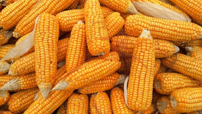 Is Corn in Dog Food Bad? Vet Approved Ingredient Guide