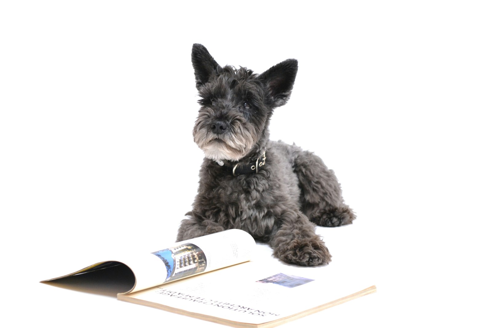 Dandie Dinmont Terrier