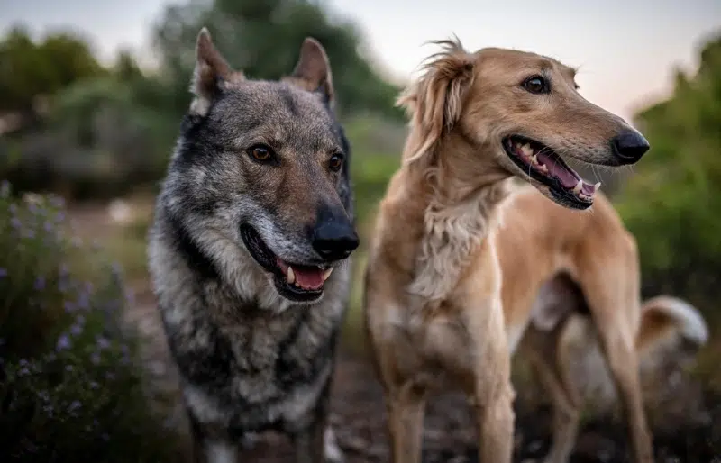 Are Dogs Smarter Than Wolves? Vet Reviewed Facts