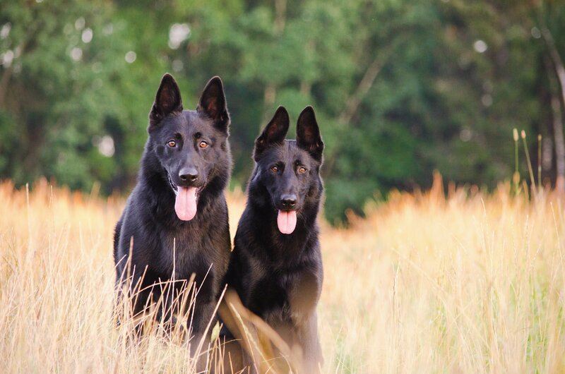 How to Calm a Male Dog When a Female Is in Heat: 4 Vet-Verified Methods
