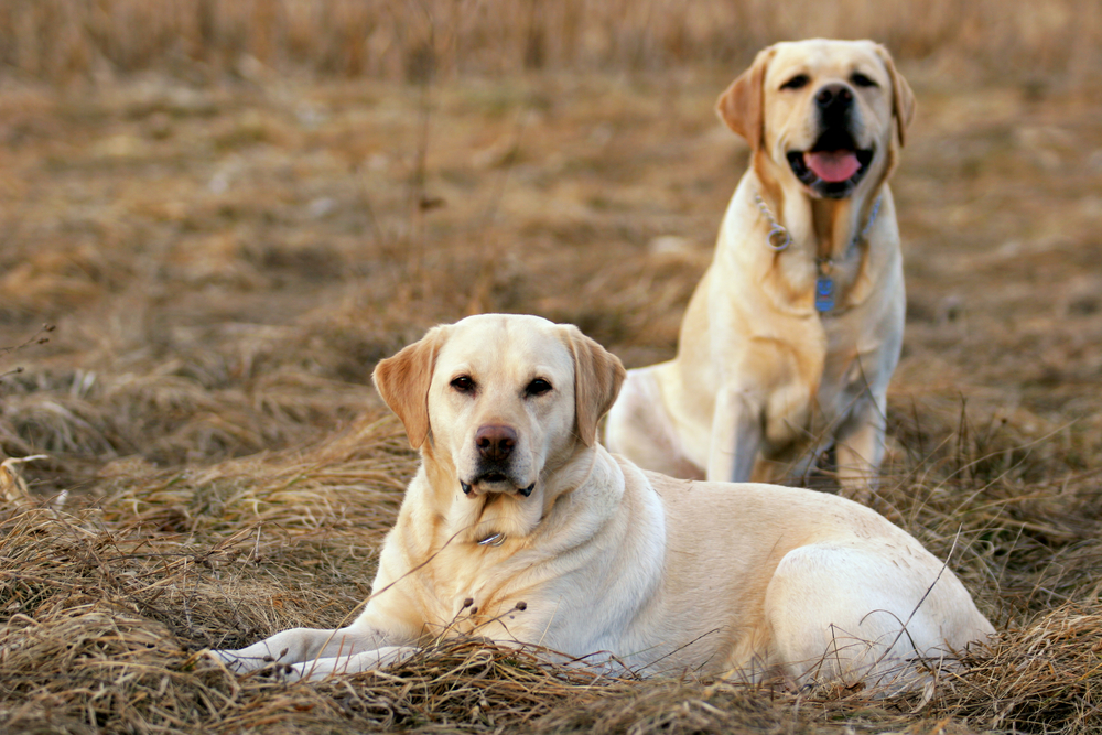 11 Great Guard Dogs for a First-Time Dog Owner (With Pictures)