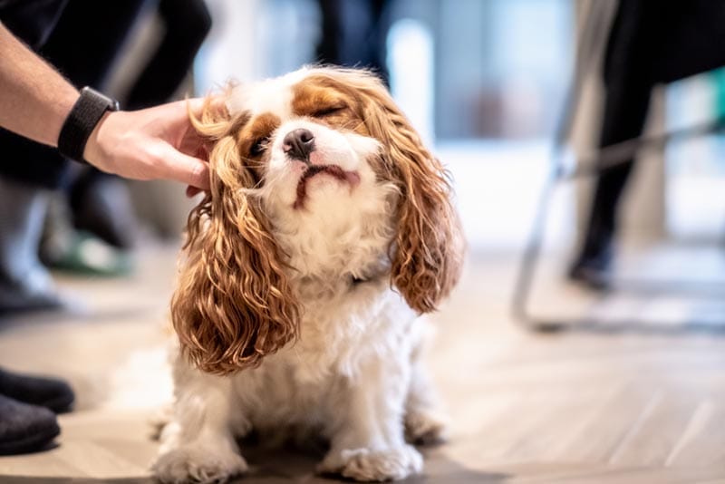 10 Dog Breeds Prone to Skin Problems & Conditions: Vet-Reviewed Signs & Care