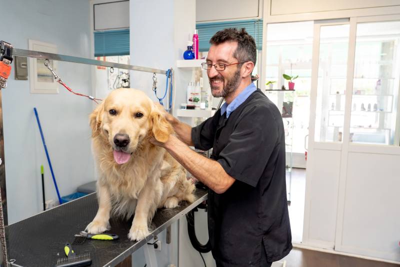 Do Golden Retrievers Shed? Vet-Approved Facts & Grooming Tips