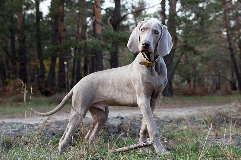 Are Weimaraners Good with Kids? Vet-Reviewed Facts & FAQ