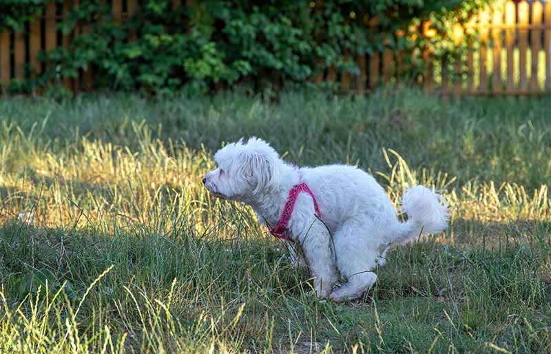 How to Potty Train a Maltese: 10 Vet-Approved Tips & Tricks