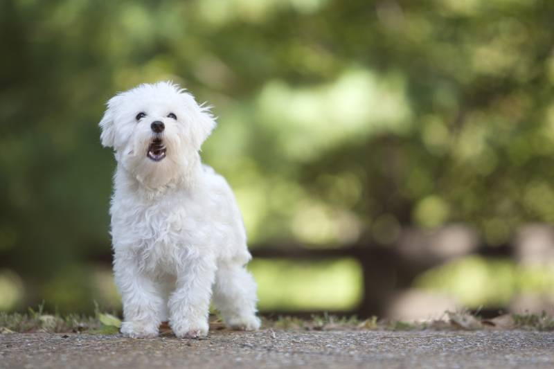 Do Maltese Bark a Lot? How Much, & How to Stop It