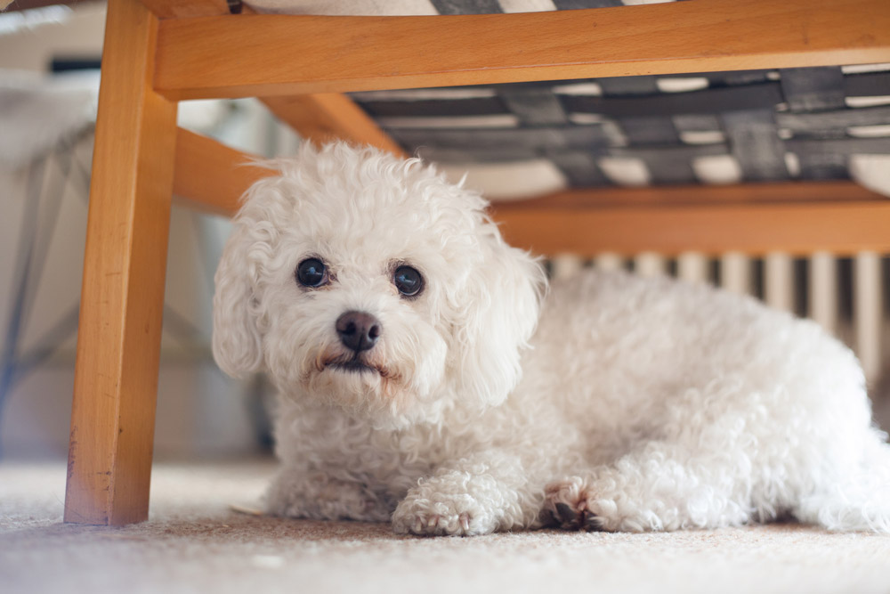 Is Your Dog an Introvert? 10 Ways You Can Tell (Vet-Reviewed)