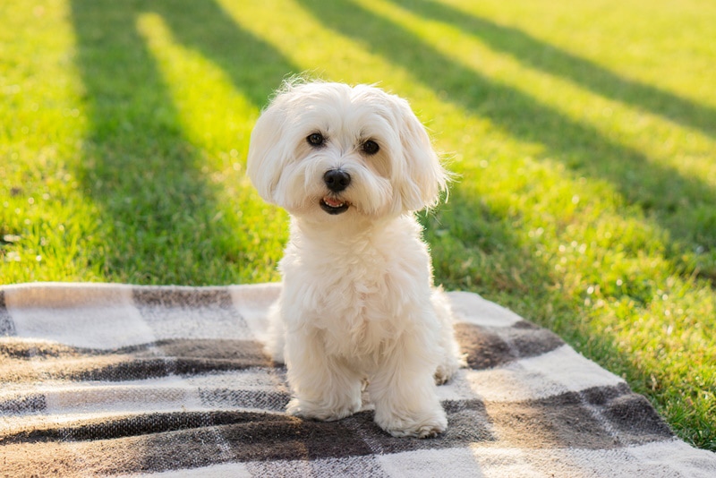 Maltese Shaker Syndrome: Signs, Causes & Care (Vet Answer)