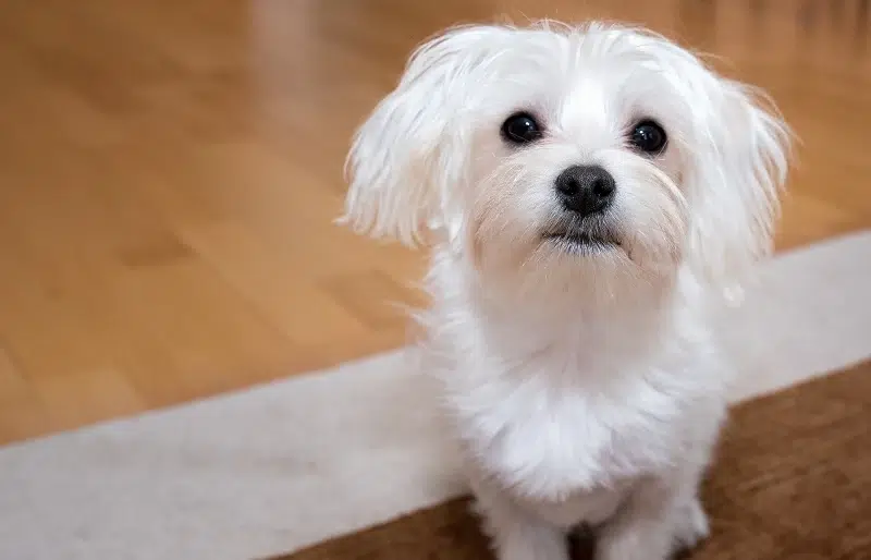 Can I Leave My Maltese Alone at Home? Vet-Verified Behavior & FAQ