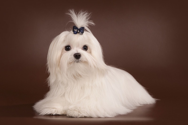 20 Vet-Reviewed Maltese Facts to Know
