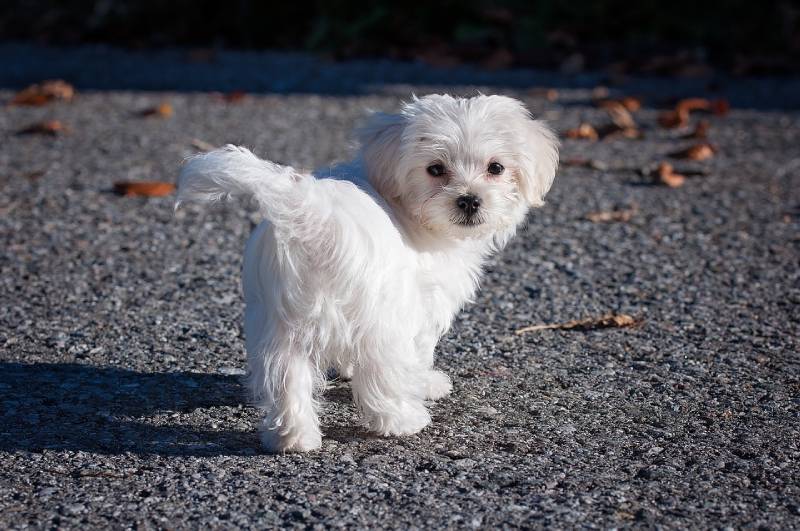 How Smart Is a Maltese Dog? Canine Intelligence Explained (Vet-Reviewed)