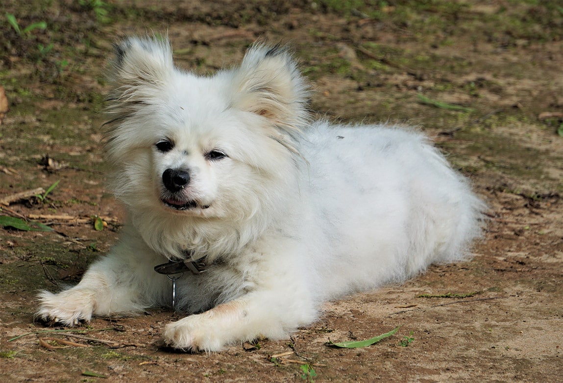 Maltipom
