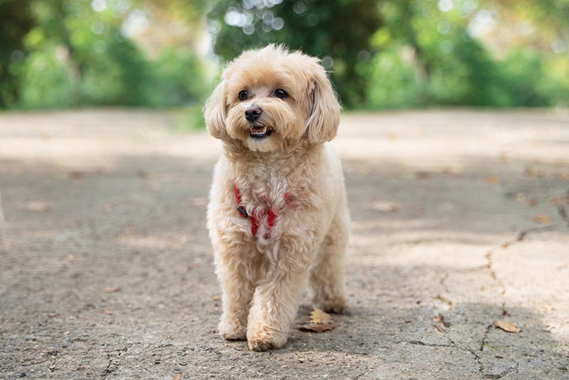 10 Nicest Off-Leash Dog Parks in San Diego, CA (2026 Update)