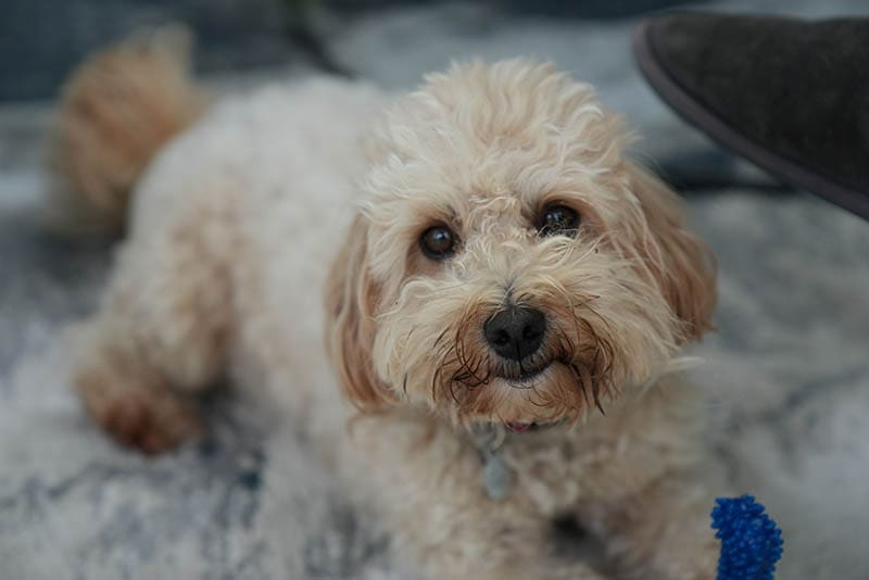 How to Clean Maltipoo Eyes: 6 Vet-Approved Tips