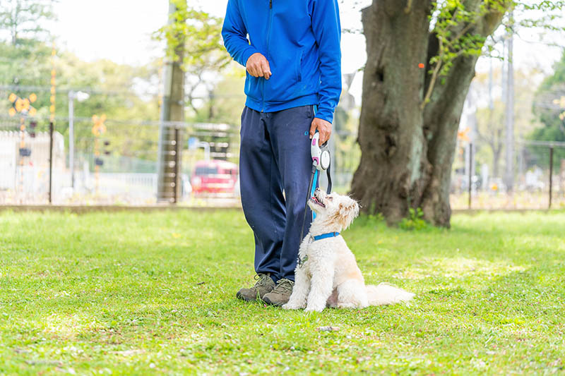 8 Major Benefits of Training Your Dog: Vet-Approved Tips