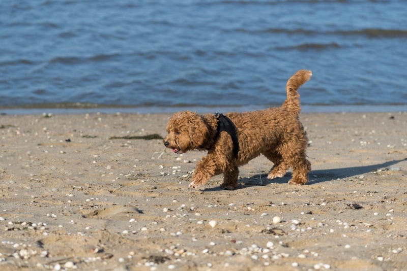 Do Maltipoos like Water? How to Help Them Enjoy The Water