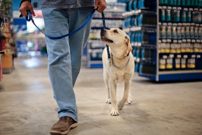 Are Dogs and Other Pets Allowed in PetSmart? 2026 In-Store Pet Policy