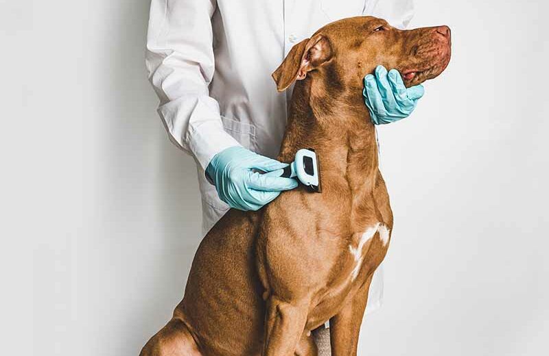 Do Vizslas Shed a Lot? Factors, Patterns & Coat Guide