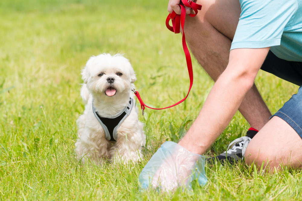 Do You Have to Pick Up Dog Poop? 10 Rules of Dog Poop Etiquette (Vet Approved)