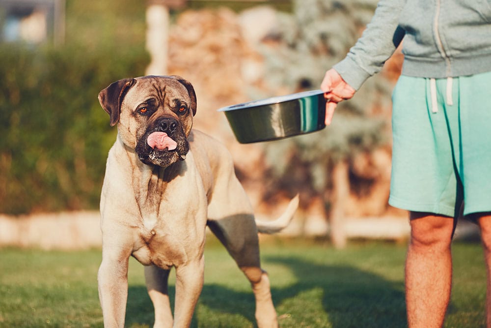 11 Best Dog Foods for Cane Corsos in 2026 - Reviews & Top Picks