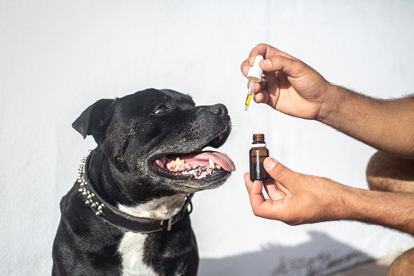 How Long Does It Take CBD To Work In A Dog? Vet-Verified Facts & Dosage Info