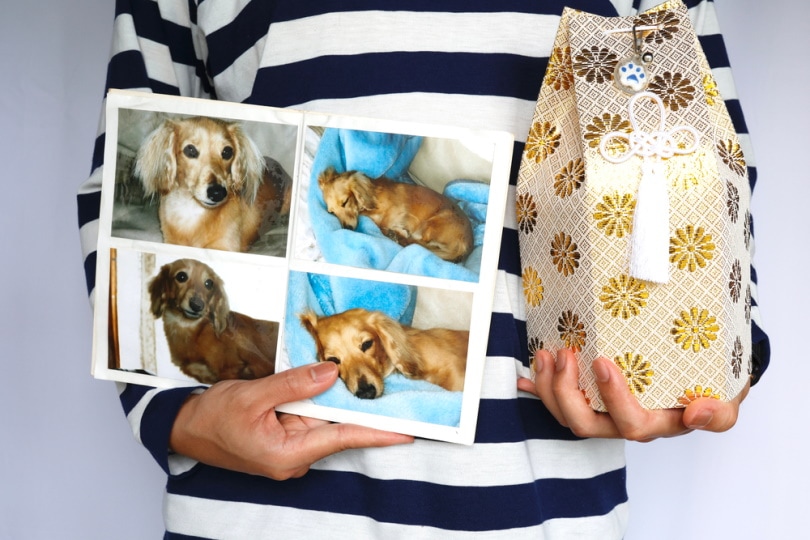 How Much Does It Cost to Cremate a Dog? 2026 Price Guide