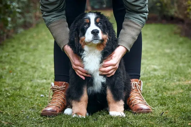 Is a Bernese Mountain Dog Good for a First Time Dog Owner? Pros, Cons & Facts