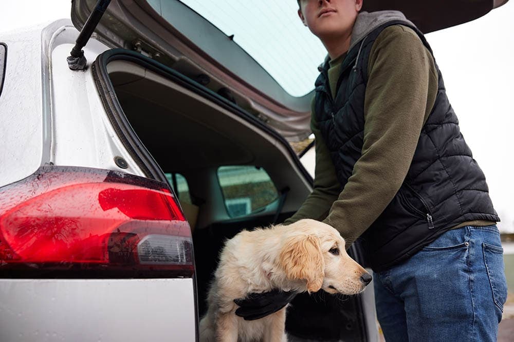 Why Do People Steal Dogs? 3 Common Reasons & Vet Approved Prevention Tips