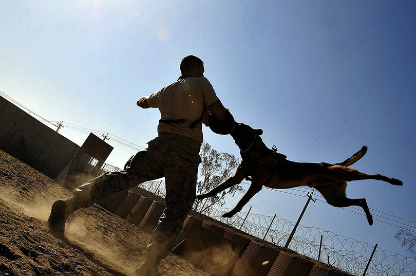 How Much Do Service Dog Trainers Make? 2026 Salary Overview