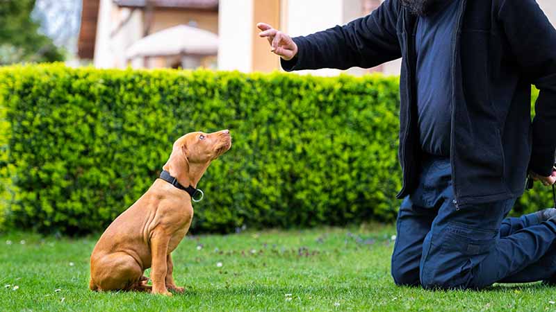 How Long Will It Take to Potty Train a Dog? Vet-Approved Facts & FAQ