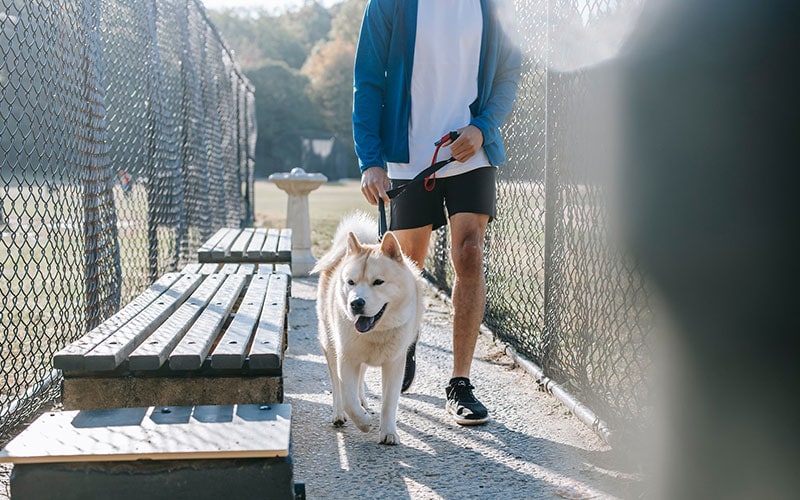 National Walk Your Dog Day 2026: Here's How It's Celebrated