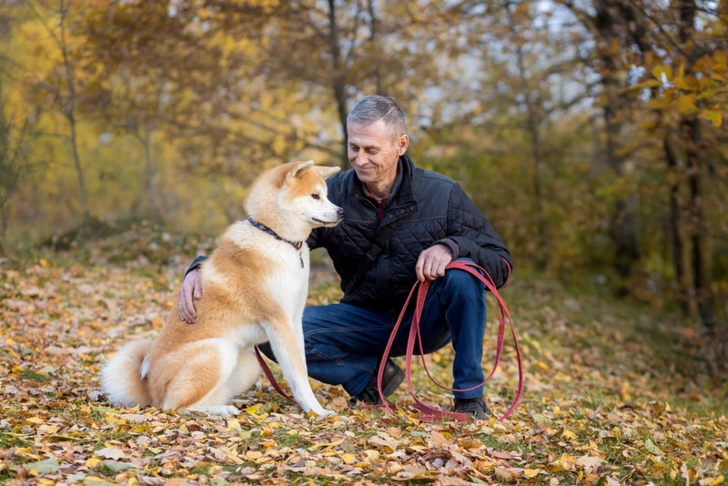 How Big Does an Akita Get? Vet-Verified Average Weight & Growth Chart