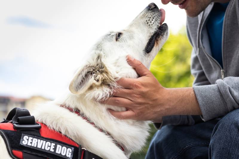 National Service Dog Month 2026: When & How to Celebrate