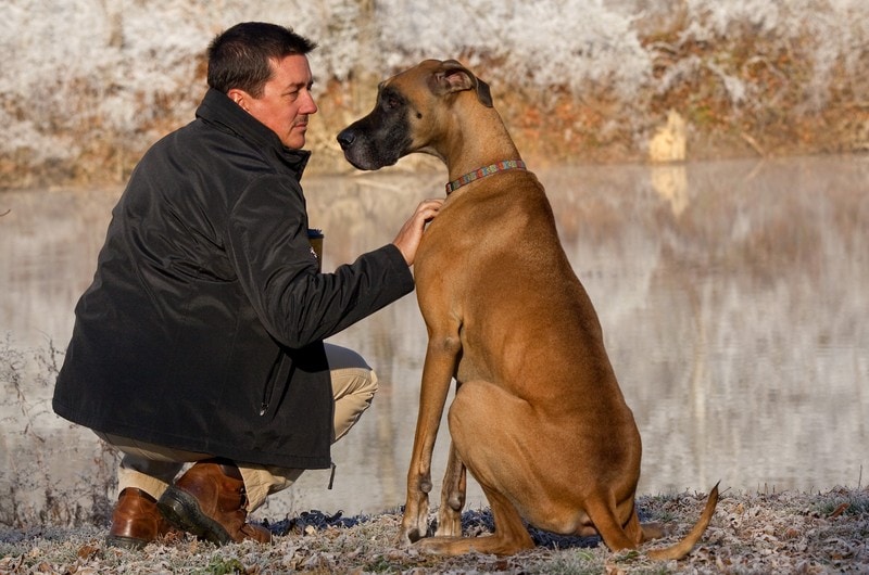 How to Train a Great Dane (15 Vet-Reviewed Expert Tips)