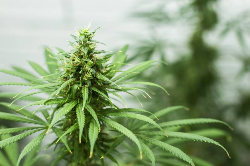 Can Dogs Get High? Vet-Approved Marijuana Toxicity Facts & FAQ
