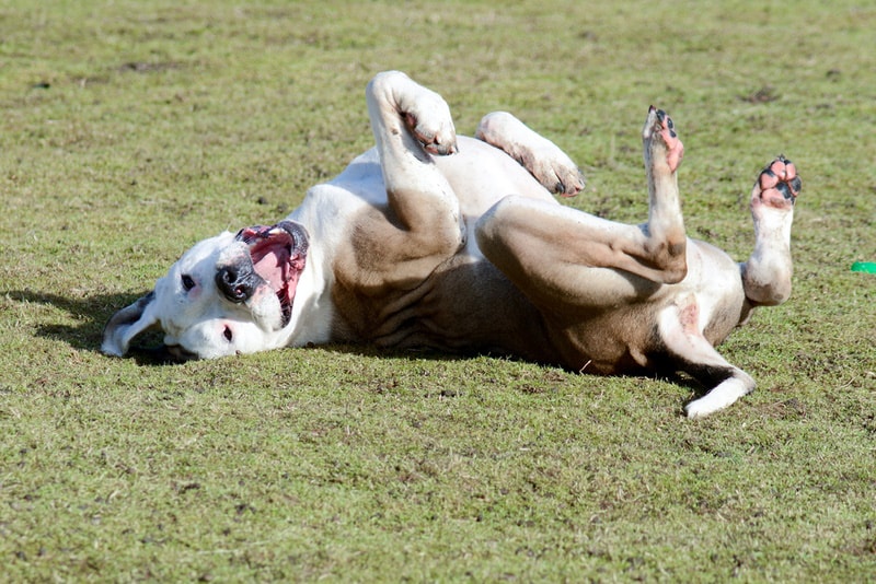 Why Do Dogs Roll on Their Backs? 6 Vet-Reviewed Reasons for This Behavior