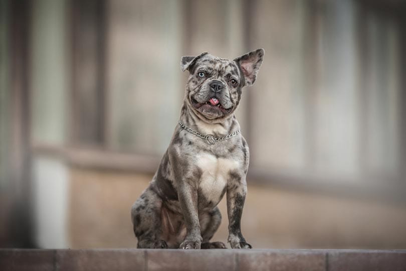 Merle French Bulldog: Info, Pictures, Origin & History