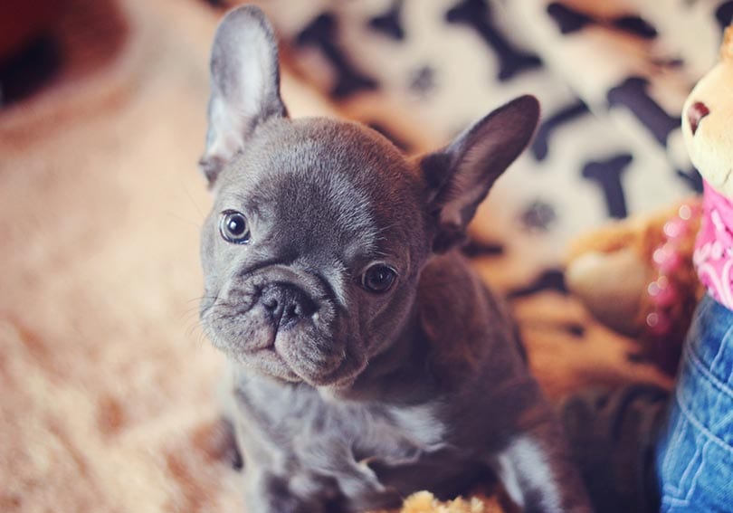 Micro (Teacup) French Bulldog: Info, Pictures, Origin & History