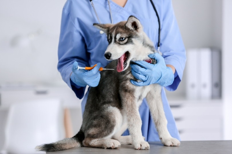 How Much Does It Cost to Microchip a Dog? 2026 Price Guide (Vet-Reviewed)