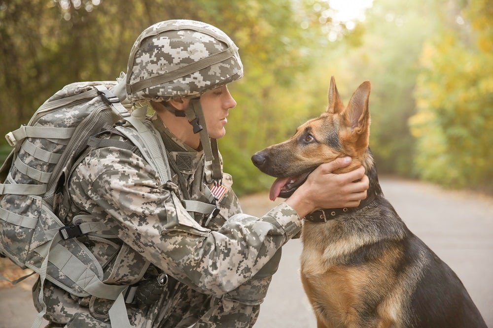 What Do Military Dogs Do? Overview of Their Work