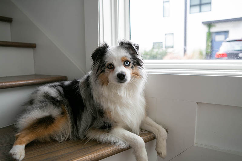 When Do I Spay or Neuter My Australian Shepherd? Vet-Approved Facts & Tips