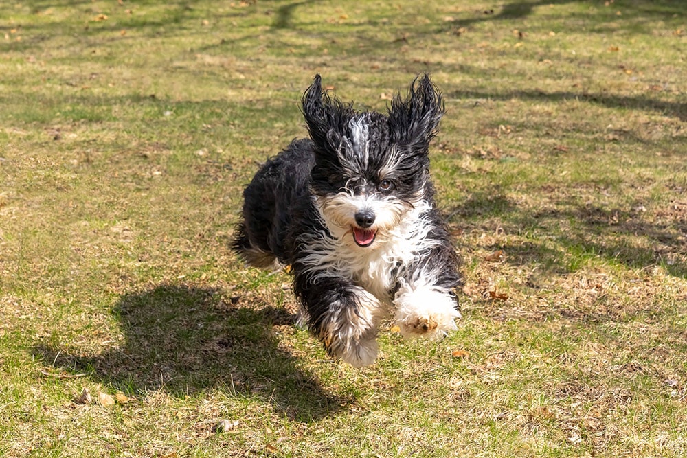 Why Is My Puppy So Hyper? 9 Vet-Verified Reasons