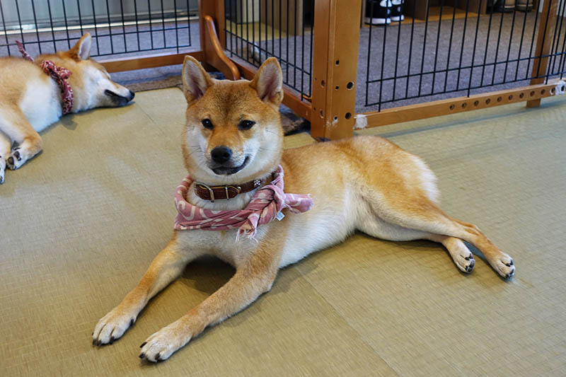 Mini (Mame) Shiba Inu: Info, Pictures, Care & More — Dogster
