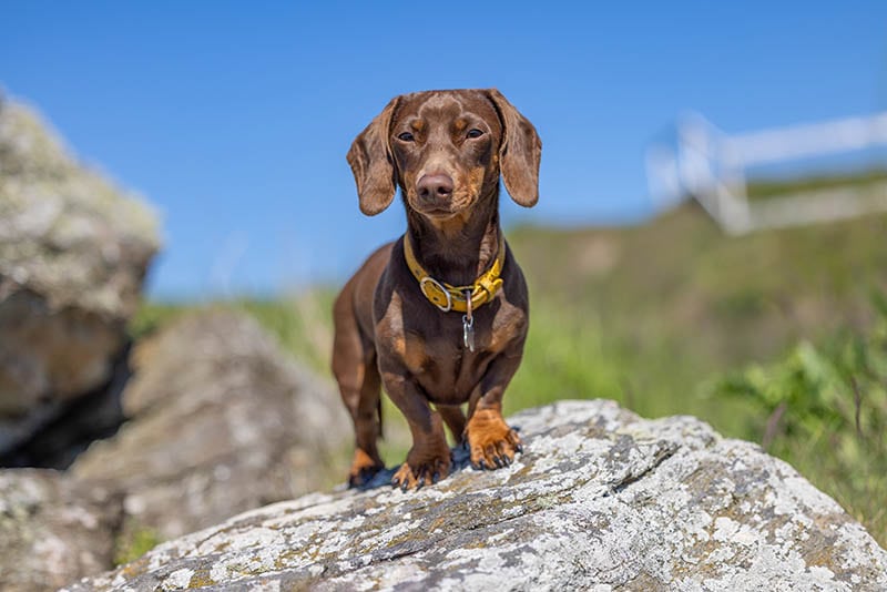 How Long Do Miniature Dachshunds Live? Vet-Verified Average Lifespan & Care Guide