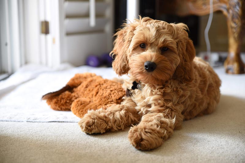 12 Most Popular Mixed Dog Breeds in 2026 (With Info & Pictures)