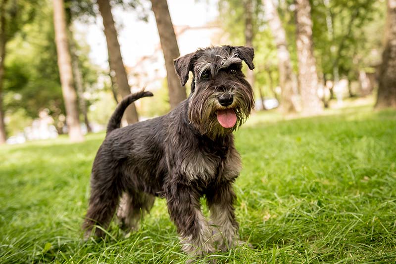 Are Mini Schnauzers More Vocal Than Other Dogs?