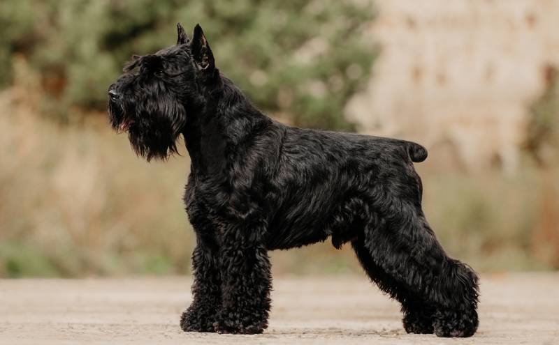 Black Miniature Schnauzer: Info, Pictures, Facts & History